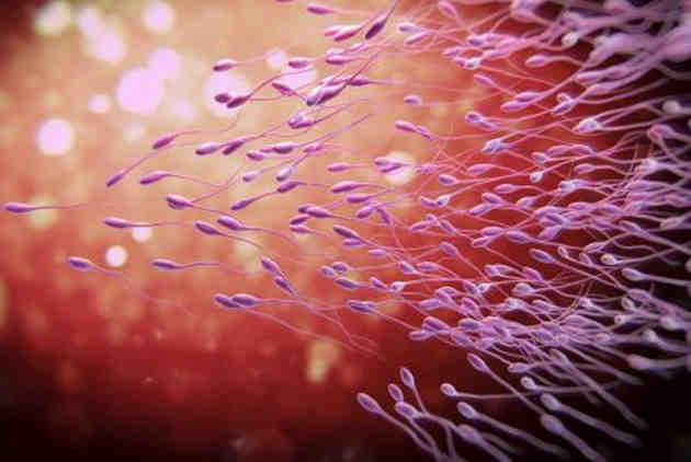 cara jitu meningkatkan kualitas sperma